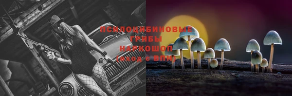 прущие грибы Белокуриха